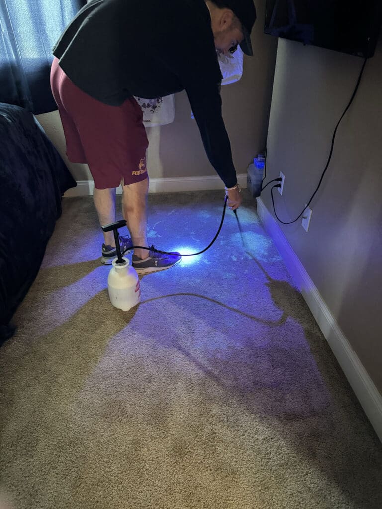 Professional Carpet Cleaner using bluelight to identify pet stains